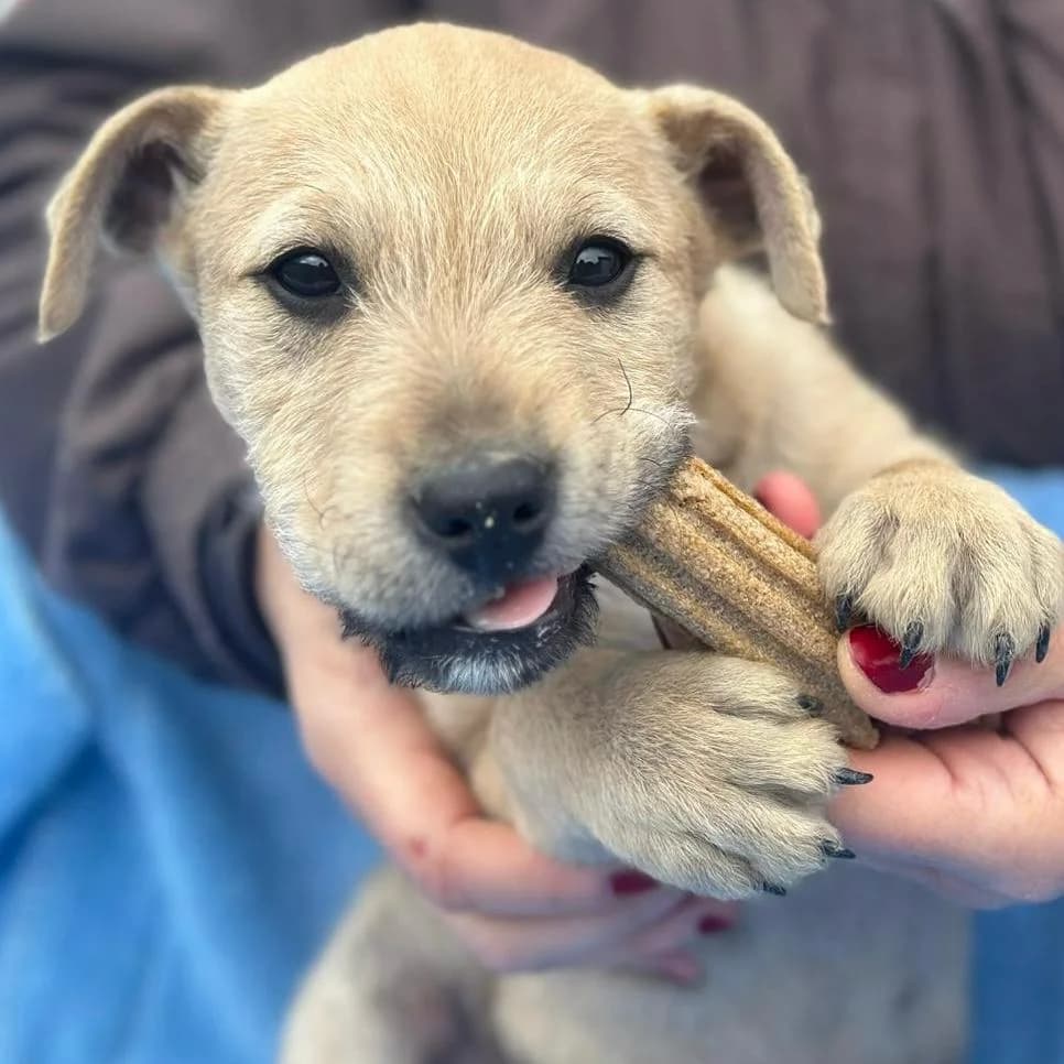 Jimmy,  Mixed Breed for adoption at Your Heart 4 Rescued Dogs, Yourheart4dogs — photo 7 of 11