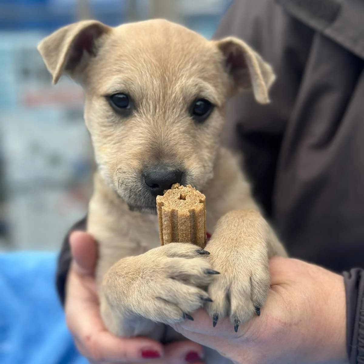 Jimmy,  Mixed Breed for adoption at Your Heart 4 Rescued Dogs, Yourheart4dogs — photo 8 of 11