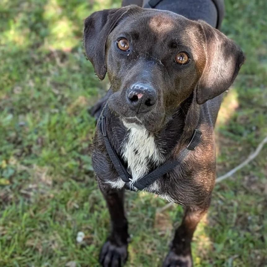 Jolanda, female Vizsla for adoption at Yourheart4dogs