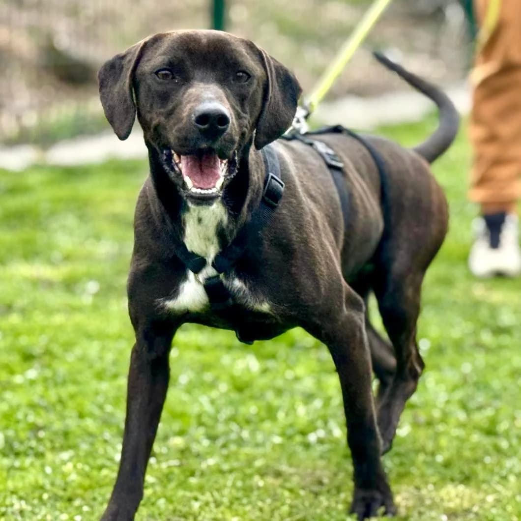 Jolanda, female Vizsla for adoption at Your Heart 4 Rescued Dogs, Yourheart4dogs — photo 2 of 12