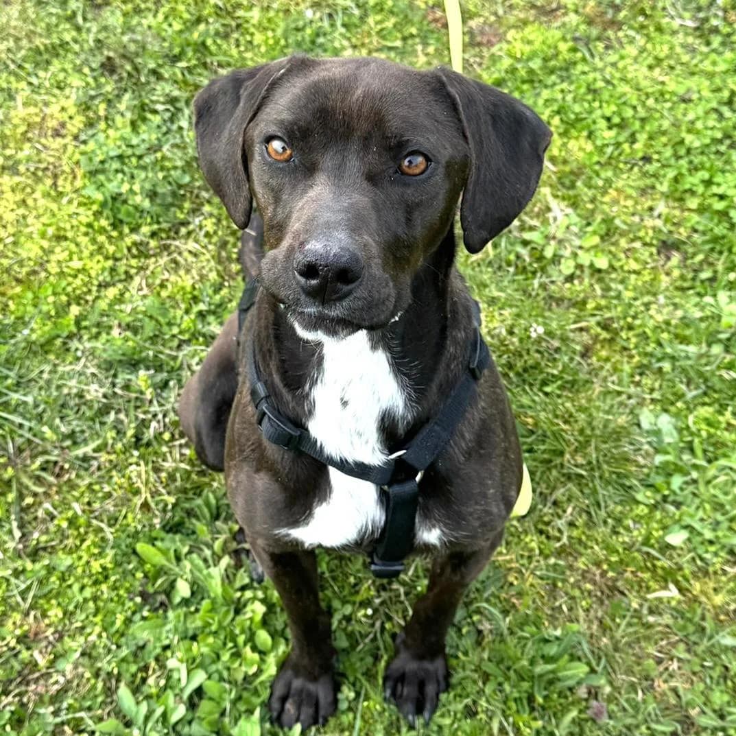 Jolanda, female Vizsla for adoption at Your Heart 4 Rescued Dogs, Yourheart4dogs — photo 3 of 12