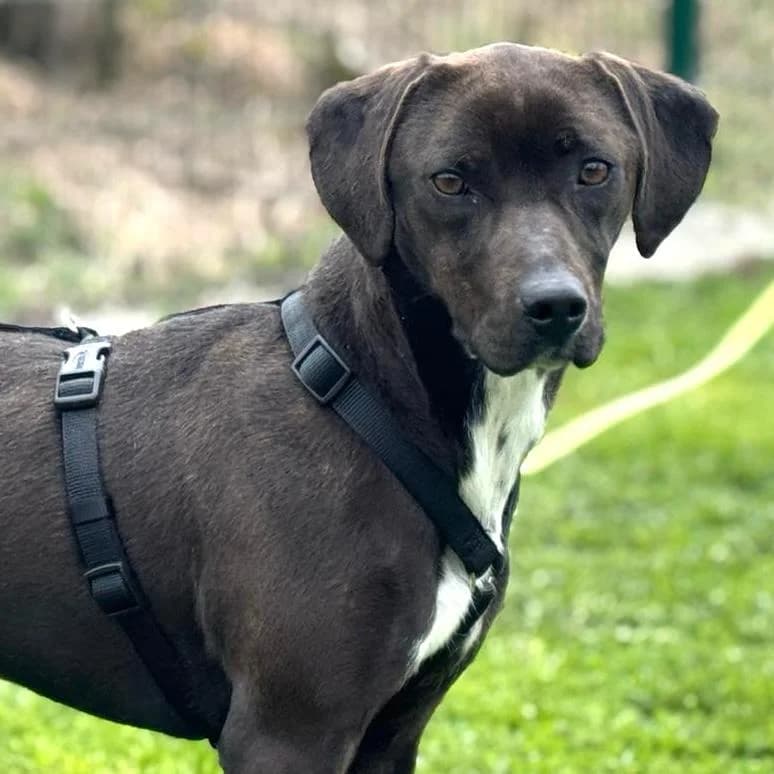 Jolanda, female Vizsla for adoption at Your Heart 4 Rescued Dogs, Yourheart4dogs — photo 4 of 12