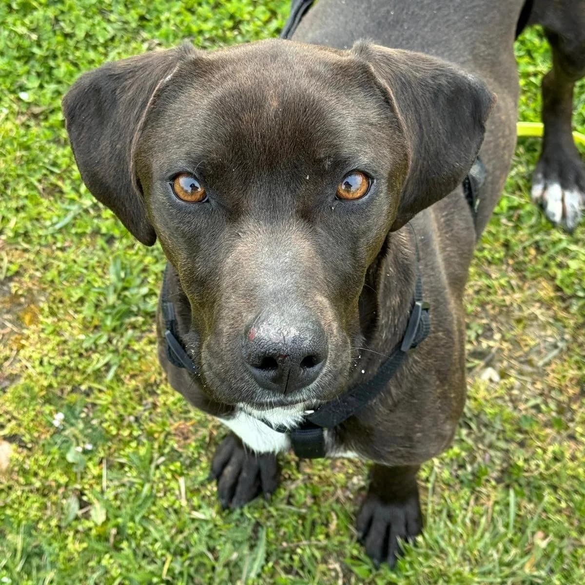 Jolanda, female Vizsla for adoption at Your Heart 4 Rescued Dogs, Yourheart4dogs — photo 5 of 12