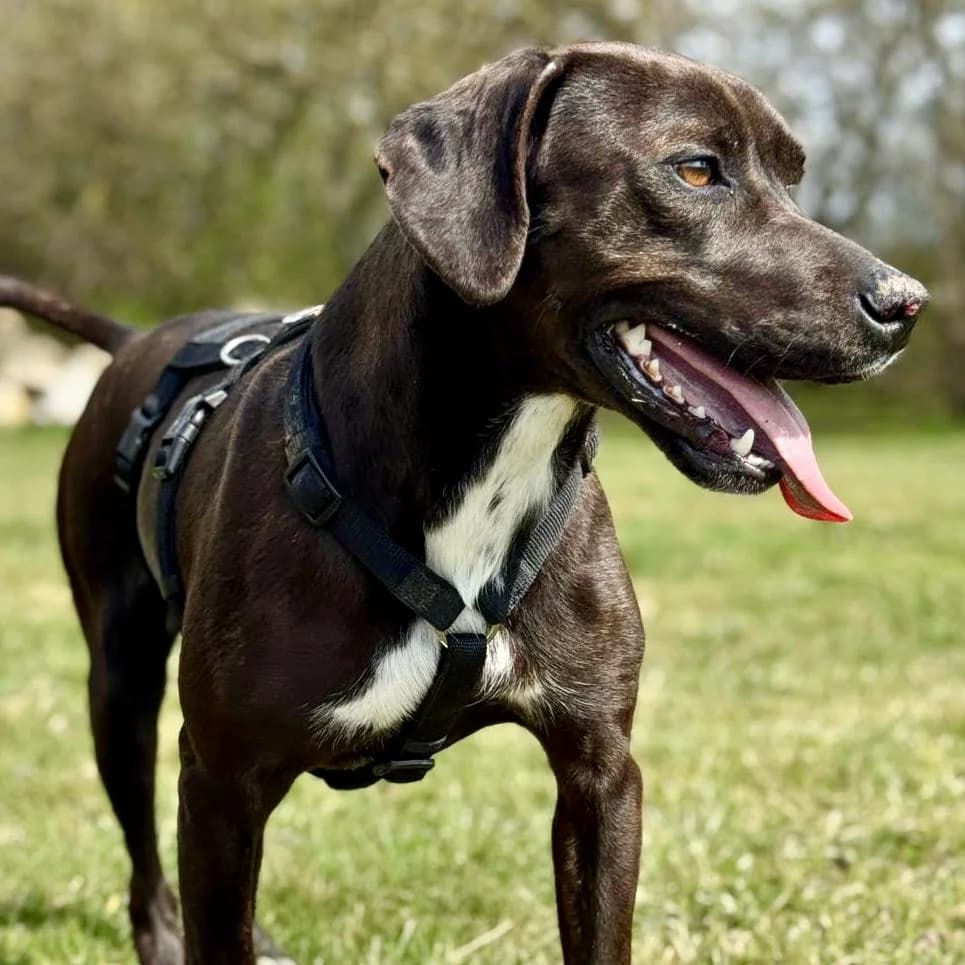 Jolanda, female Vizsla for adoption at Your Heart 4 Rescued Dogs, Yourheart4dogs — photo 6 of 12