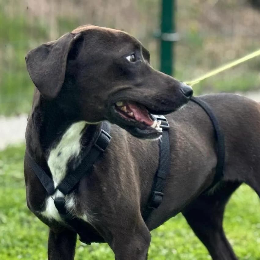 Jolanda, female Vizsla for adoption at Your Heart 4 Rescued Dogs, Yourheart4dogs — photo 7 of 12