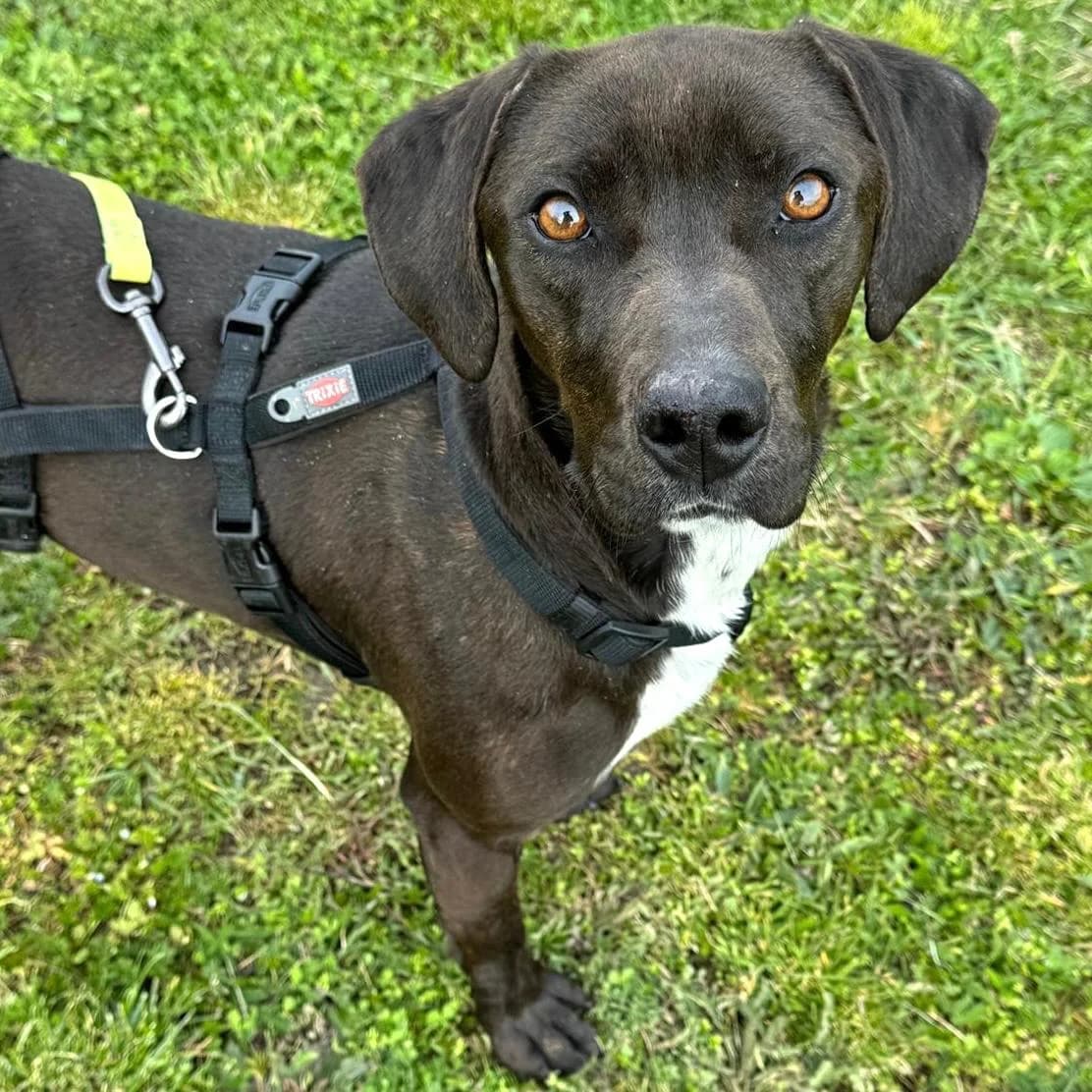 Jolanda, female Vizsla for adoption at Your Heart 4 Rescued Dogs, Yourheart4dogs — photo 8 of 12