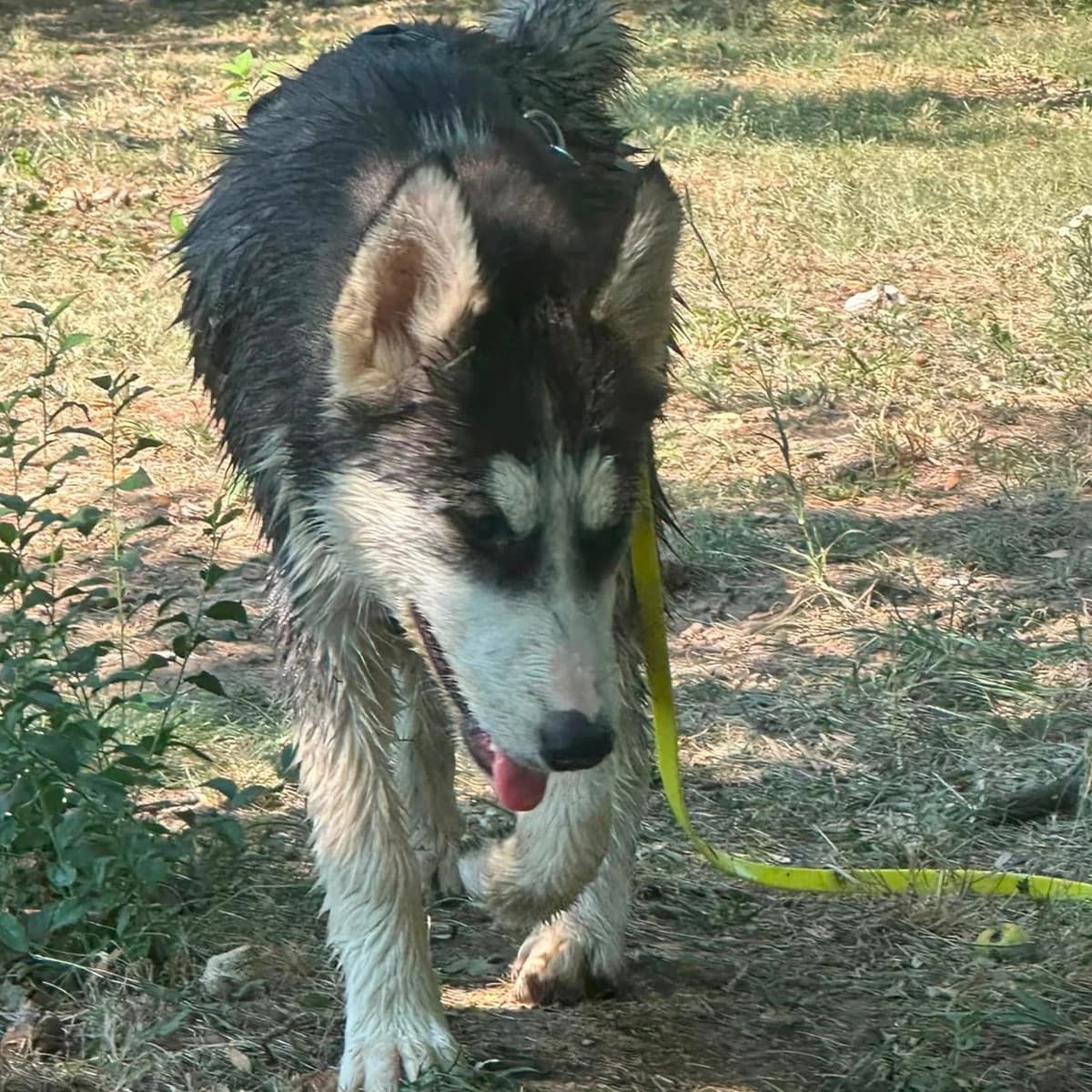 Kailani, female puppy Husky for adoption at Your Heart 4 Rescued Dogs, Yourheart4dogs