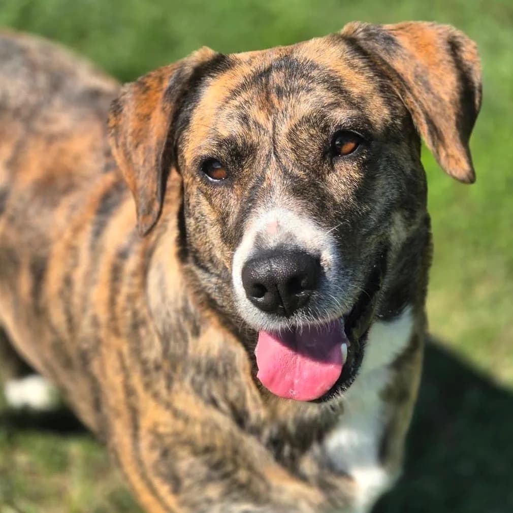 Kicsi, male 4yo Mixed Breed for adoption at Your Heart 4 Rescued Dogs, Yourheart4dogs