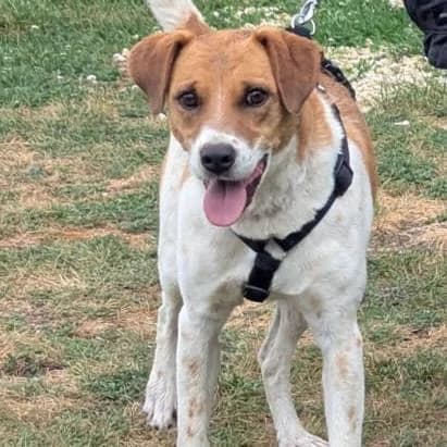 Krikett, female 5yo Mixed Breed for adoption at Your Heart 4 Rescued Dogs, Yourheart4dogs