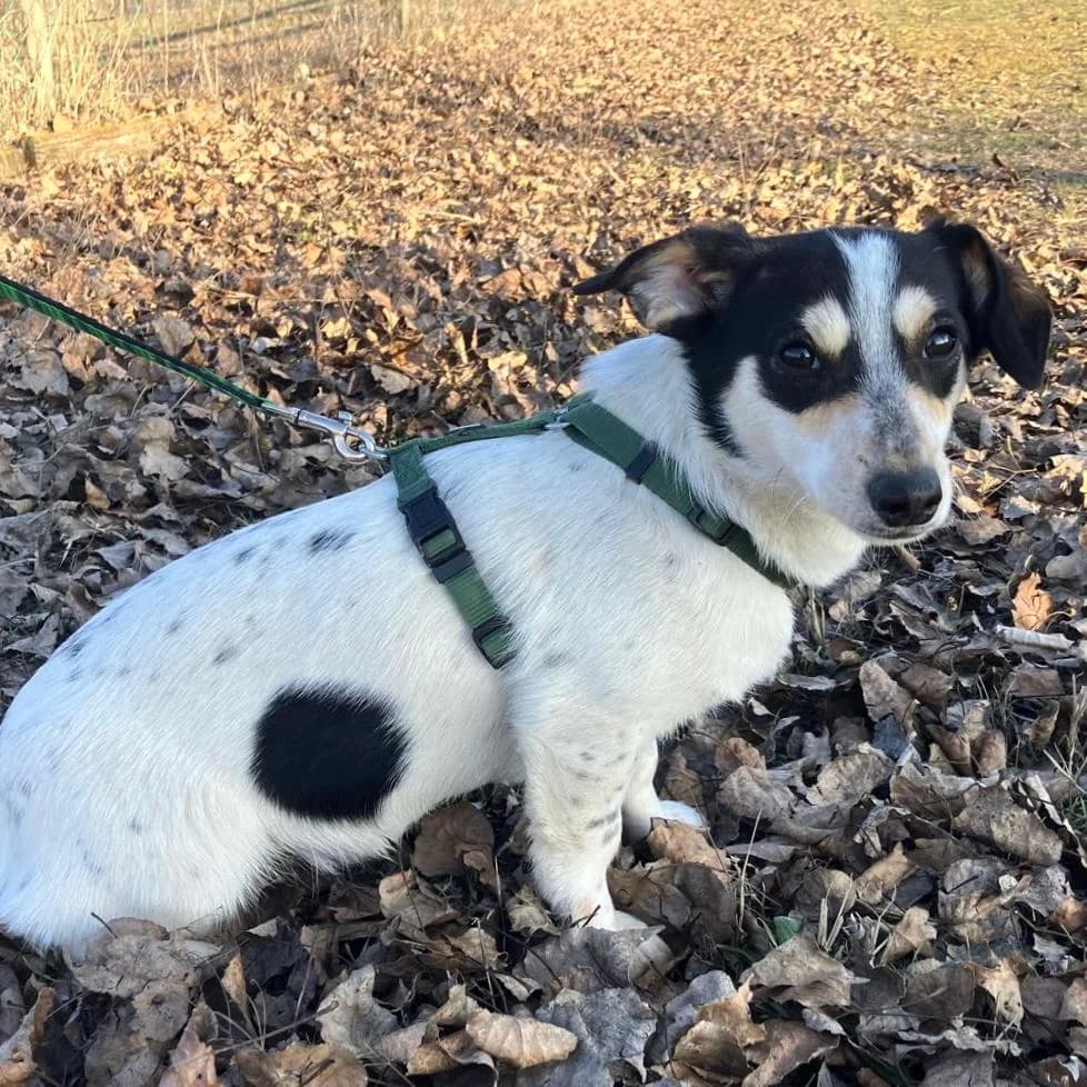 Krümel,  Mixed Breed for adoption at Your Heart 4 Rescued Dogs, Yourheart4dogs