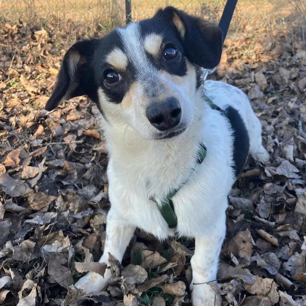 Krümel,  Mixed Breed for adoption at Your Heart 4 Rescued Dogs, Yourheart4dogs — photo 2 of 8