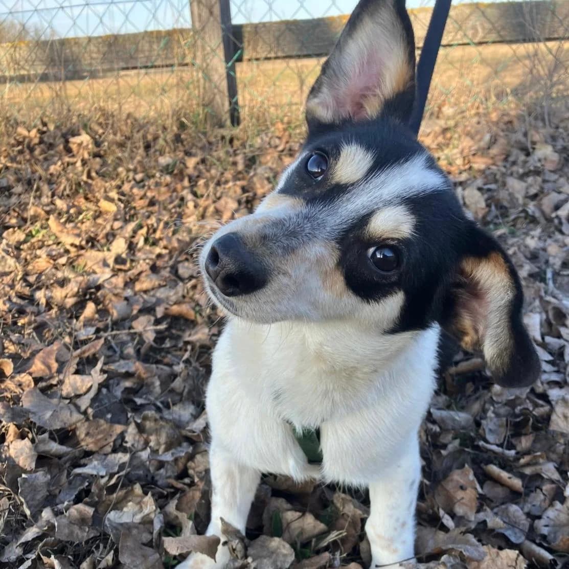 Krümel,  Mixed Breed for adoption at Your Heart 4 Rescued Dogs, Yourheart4dogs — photo 3 of 8