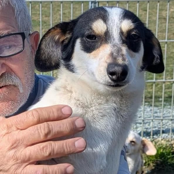 Krümel,  Mixed Breed for adoption at Your Heart 4 Rescued Dogs, Yourheart4dogs — photo 4 of 8