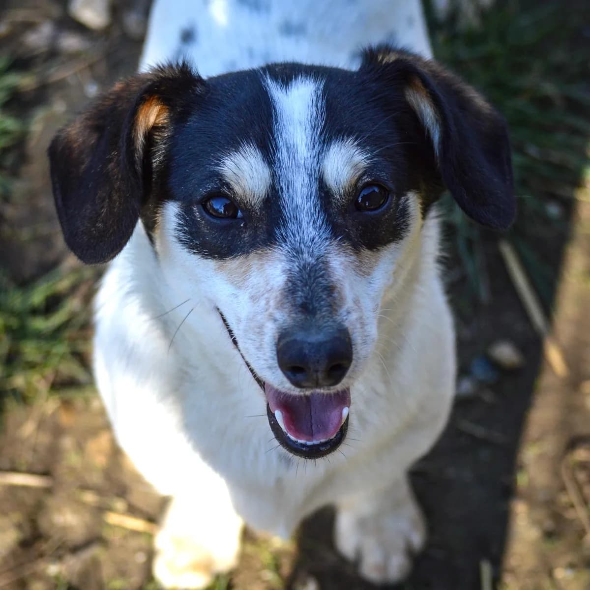 Krümel,  Mixed Breed for adoption at Your Heart 4 Rescued Dogs, Yourheart4dogs — photo 5 of 8