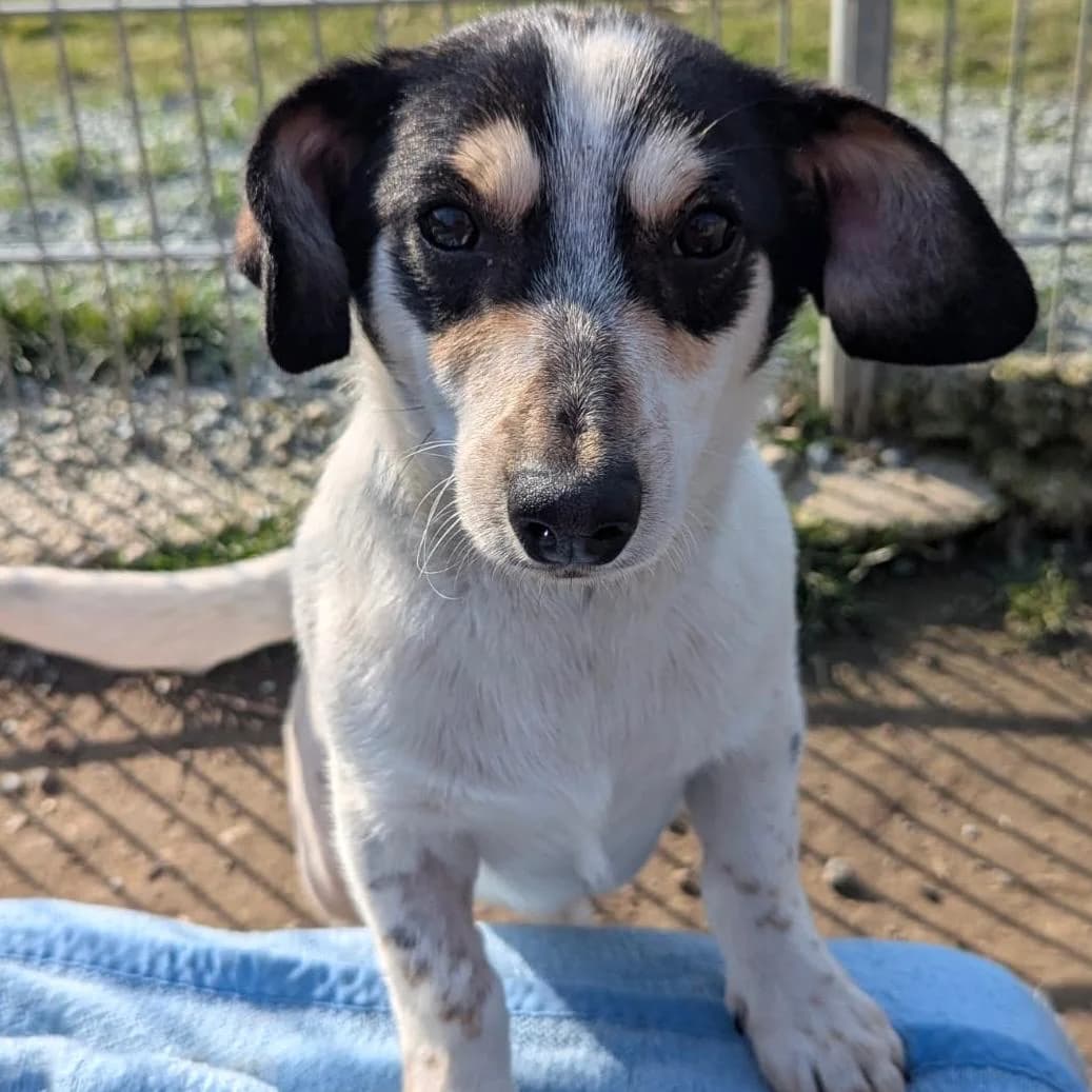 Krümel,  Mixed Breed for adoption at Your Heart 4 Rescued Dogs, Yourheart4dogs — photo 6 of 8