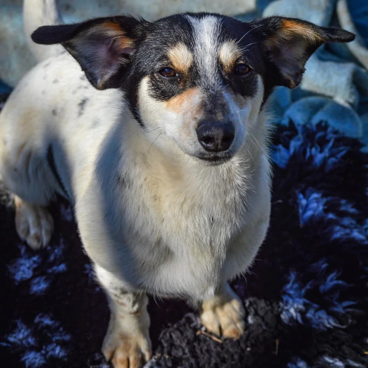 Krümel,  Mixed Breed for adoption at Your Heart 4 Rescued Dogs, Yourheart4dogs — photo 7 of 8