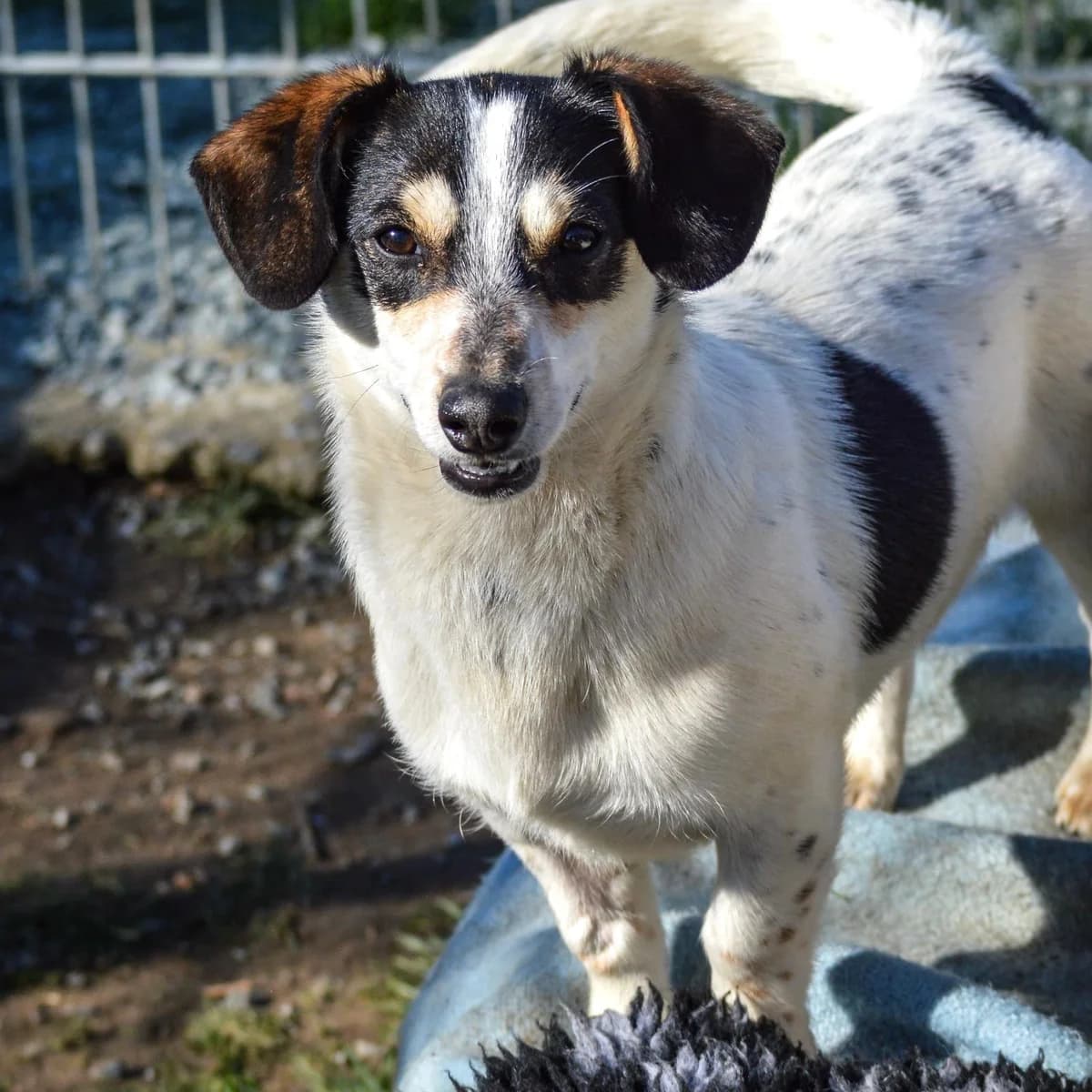 Krümel,  Mixed Breed for adoption at Your Heart 4 Rescued Dogs, Yourheart4dogs — photo 8 of 8