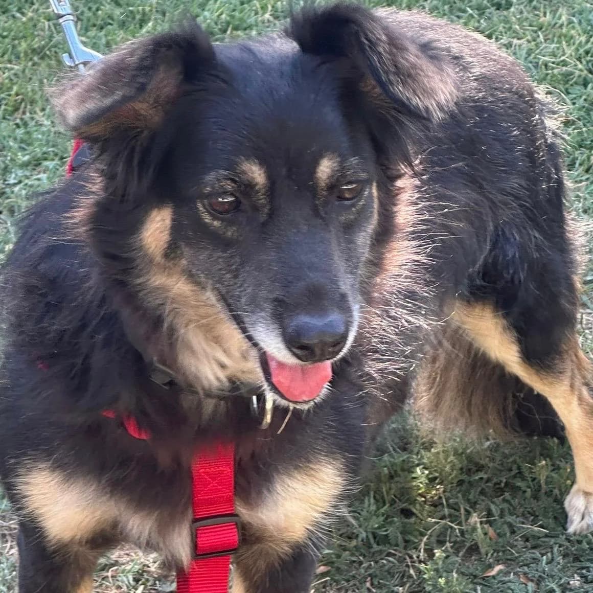 Lizzi, female senior Mixed Breed for adoption at Your Heart 4 Rescued Dogs, Yourheart4dogs