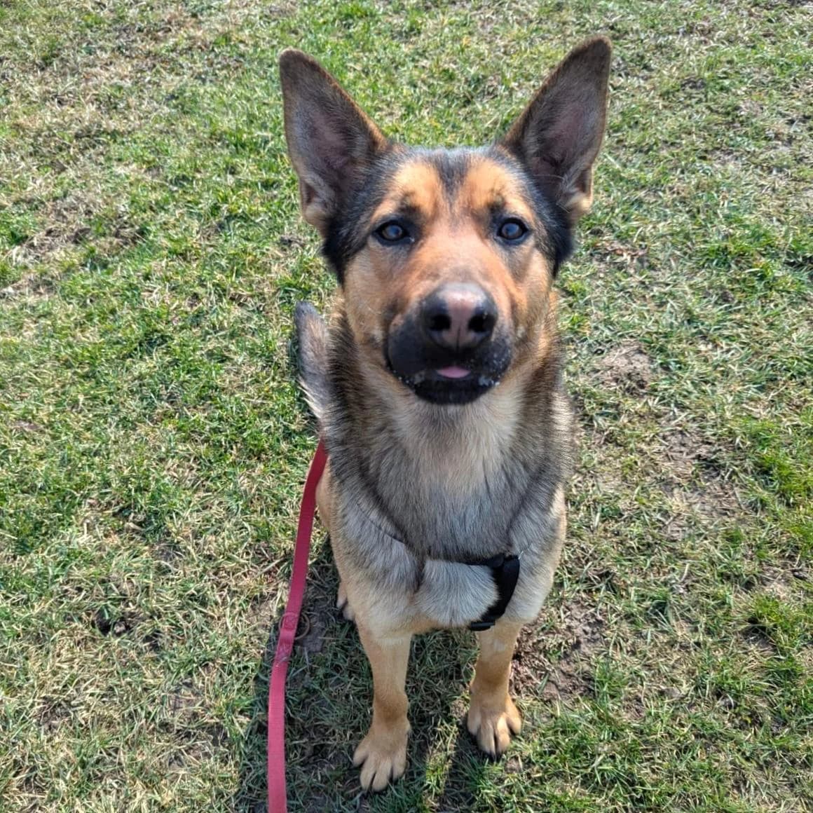 Loki, male young German Shepherd for adoption at Your Heart 4 Rescued Dogs, Yourheart4dogs