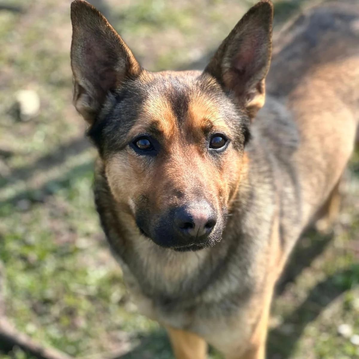 Loki, male German Shepherd for adoption at Your Heart 4 Rescued Dogs, Yourheart4dogs — photo 2 of 9