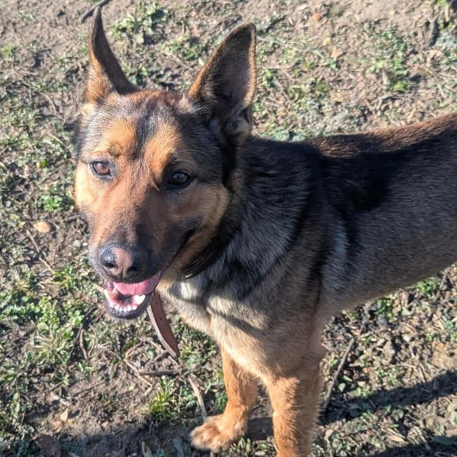 Loki, male German Shepherd for adoption at Your Heart 4 Rescued Dogs, Yourheart4dogs — photo 3 of 9