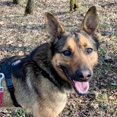 Loki, male German Shepherd for adoption at Your Heart 4 Rescued Dogs, Yourheart4dogs — photo 5 of 9