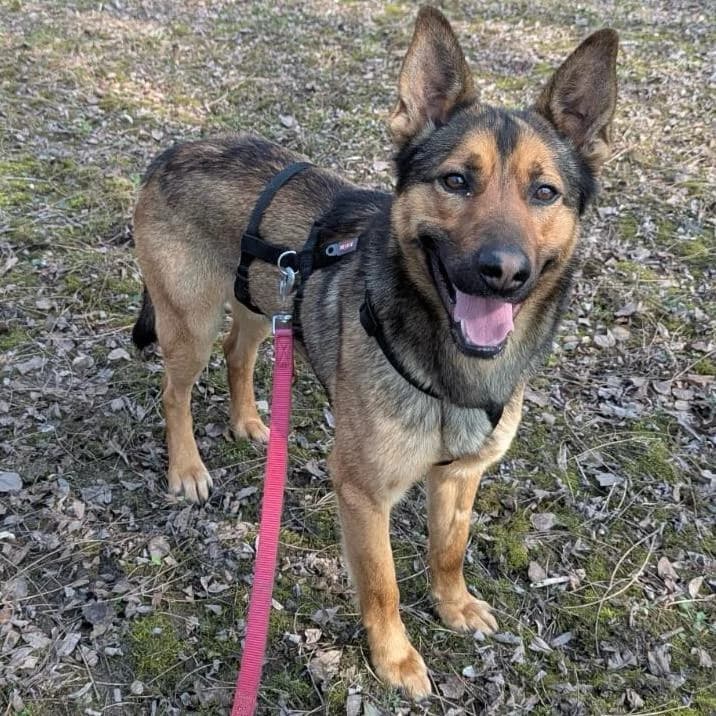 Loki, male German Shepherd for adoption at Your Heart 4 Rescued Dogs, Yourheart4dogs — photo 6 of 9