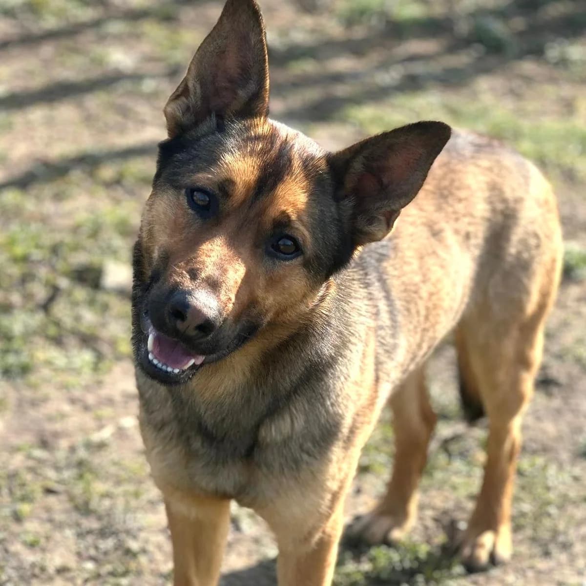 Loki, male German Shepherd for adoption at Your Heart 4 Rescued Dogs, Yourheart4dogs — photo 7 of 9