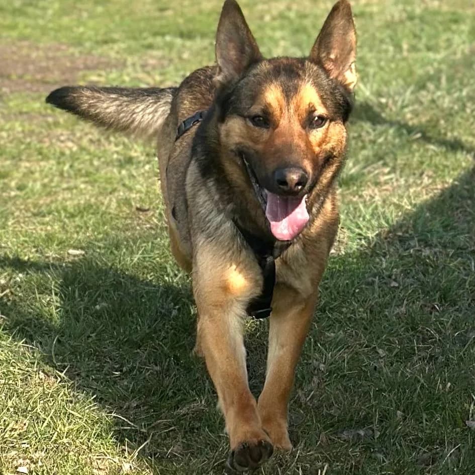 Loki, male German Shepherd for adoption at Your Heart 4 Rescued Dogs, Yourheart4dogs — photo 8 of 9