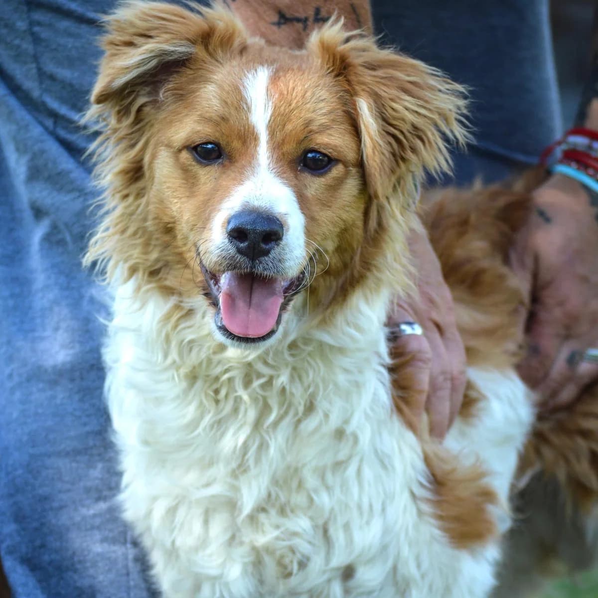 Lucky, male puppy Mixed Breed for adoption at Your Heart 4 Rescued Dogs, Yourheart4dogs