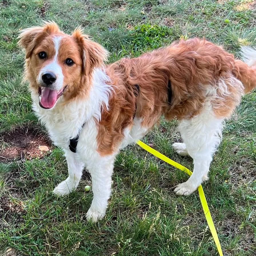 Lucky, male puppy Mixed Breed for adoption at Your Heart 4 Rescued Dogs, Yourheart4dogs