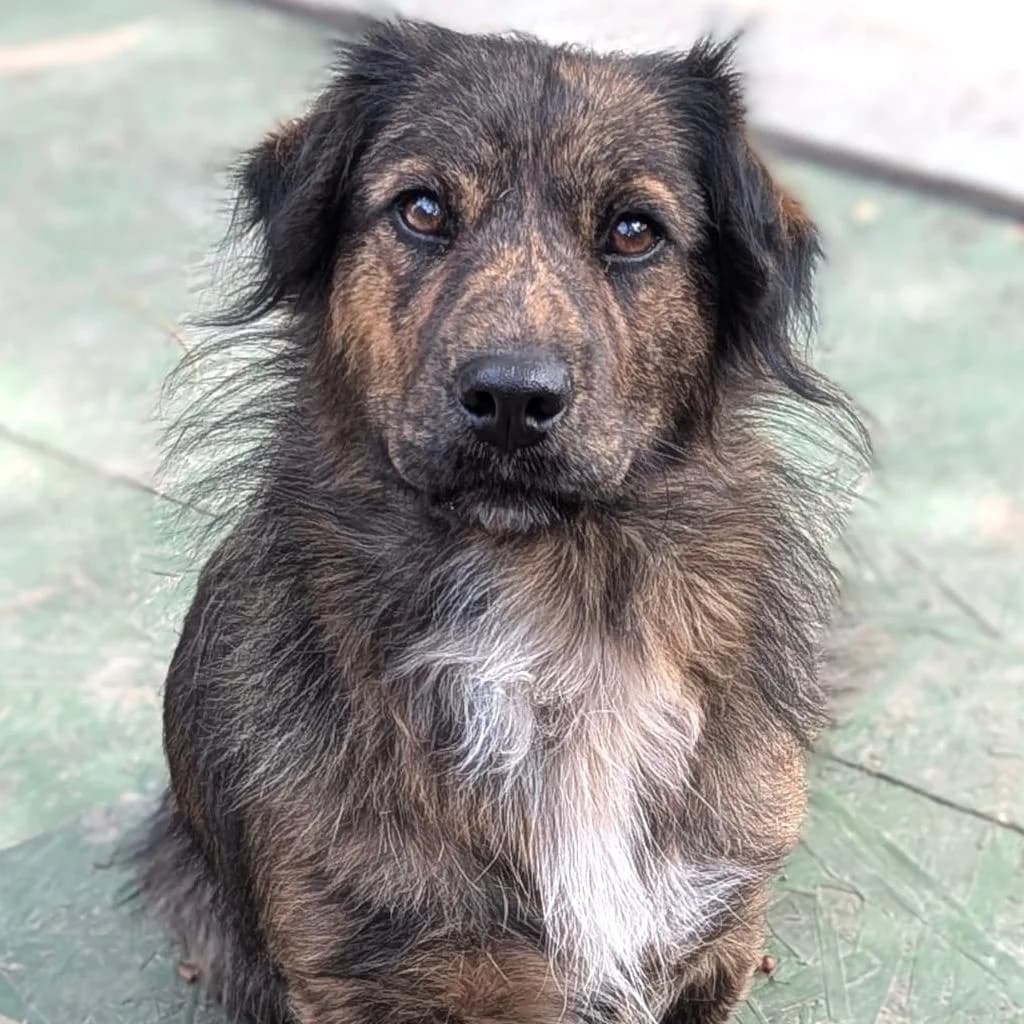 Lucy, Mixed Breed (Your Heart 4 Rescued Dogs)