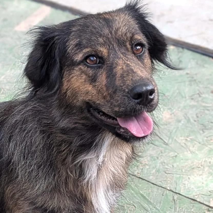 Lucy, female young Mixed Breed for adoption at Your Heart 4 Rescued Dogs, Yourheart4dogs