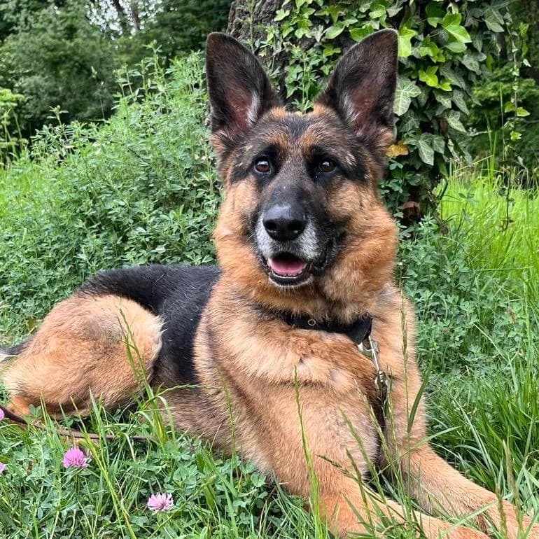 Lui, male 4yo German Shepherd for adoption at Your Heart 4 Rescued Dogs, Yourheart4dogs