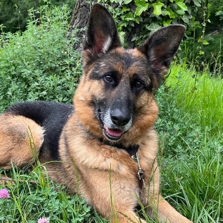 Lui, male 4yo German Shepherd for adoption at Your Heart 4 Rescued Dogs, Yourheart4dogs