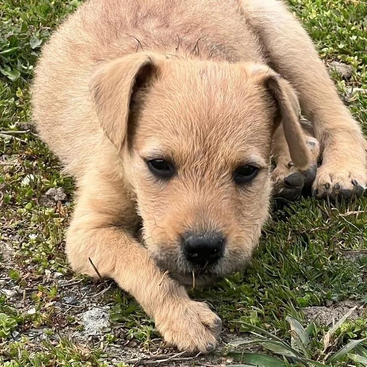 Malani, male puppy Mixed Breed for adoption at Your Heart 4 Rescued Dogs, Yourheart4dogs