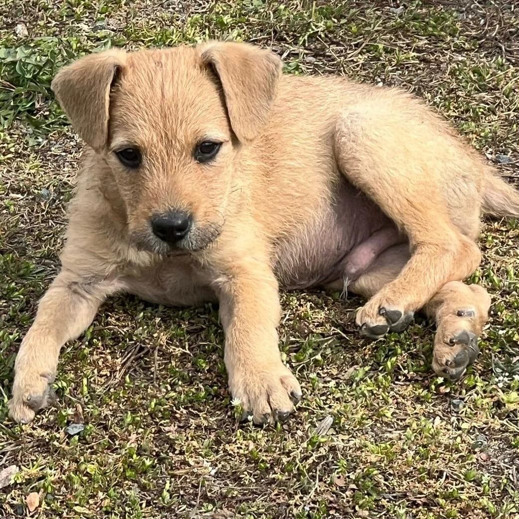 Malani,  Mixed Breed for adoption at Your Heart 4 Rescued Dogs, Yourheart4dogs — photo 2 of 14