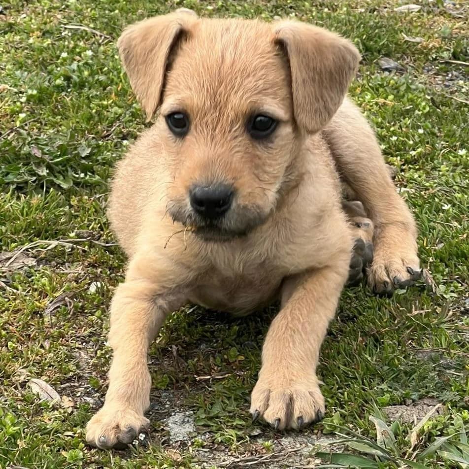 Malani,  Mixed Breed for adoption at Your Heart 4 Rescued Dogs, Yourheart4dogs — photo 3 of 14