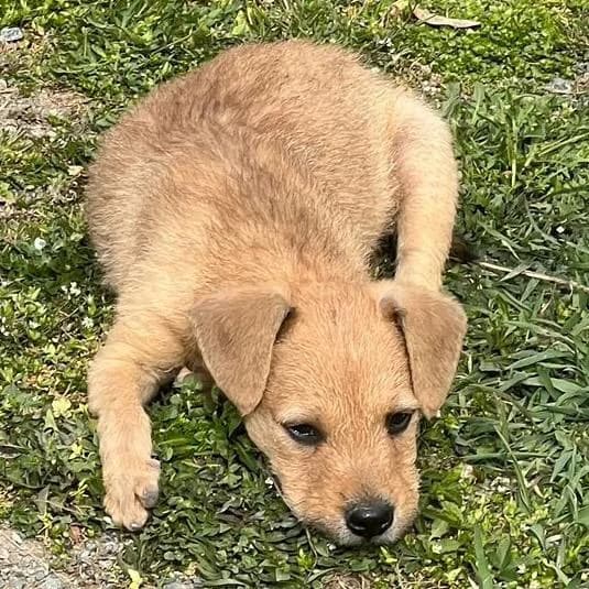 Malani,  Mixed Breed for adoption at Your Heart 4 Rescued Dogs, Yourheart4dogs — photo 4 of 14