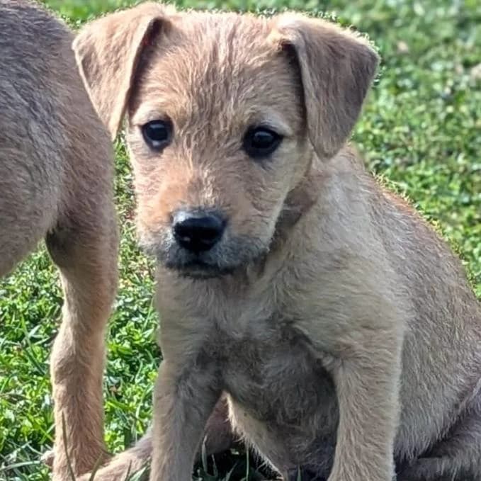 Malani,  Mixed Breed for adoption at Your Heart 4 Rescued Dogs, Yourheart4dogs — photo 5 of 14