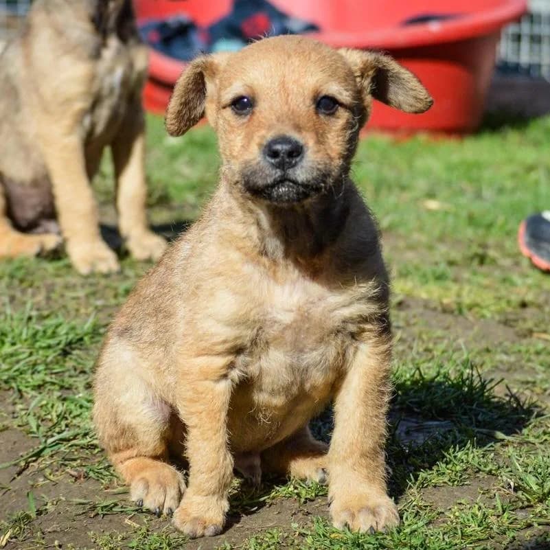 Malani,  Mixed Breed for adoption at Your Heart 4 Rescued Dogs, Yourheart4dogs — photo 6 of 14