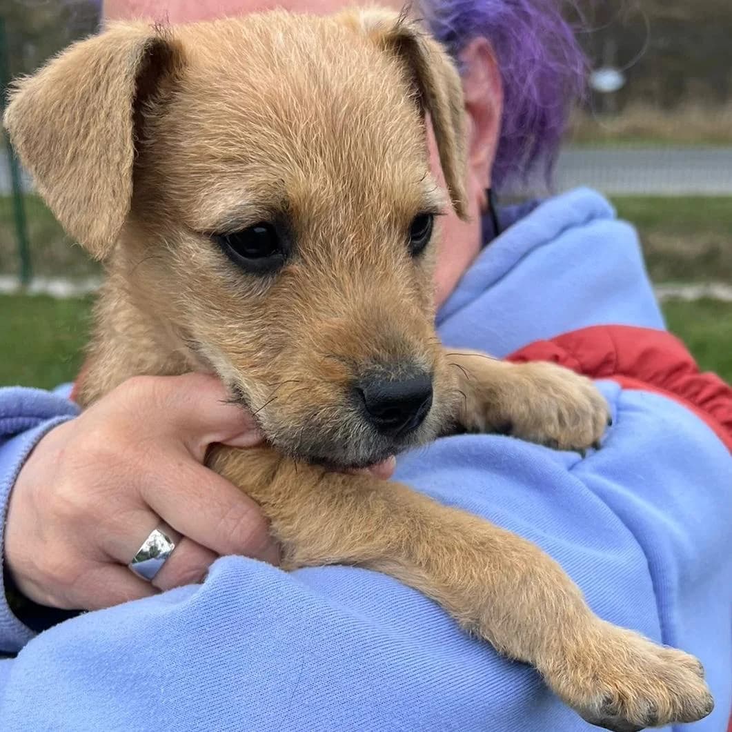 Malani,  Mixed Breed for adoption at Your Heart 4 Rescued Dogs, Yourheart4dogs — photo 7 of 14