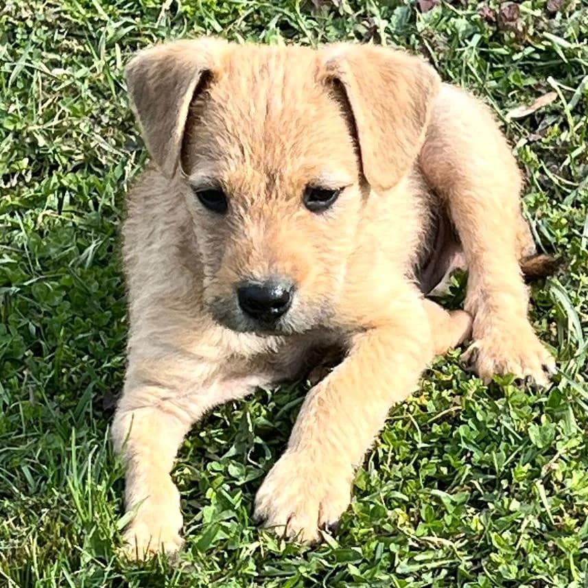 Malani,  Mixed Breed for adoption at Your Heart 4 Rescued Dogs, Yourheart4dogs — photo 8 of 14