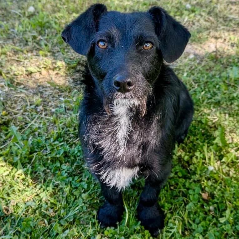 Marylin, female young Mixed Breed for adoption at Your Heart 4 Rescued Dogs, Yourheart4dogs