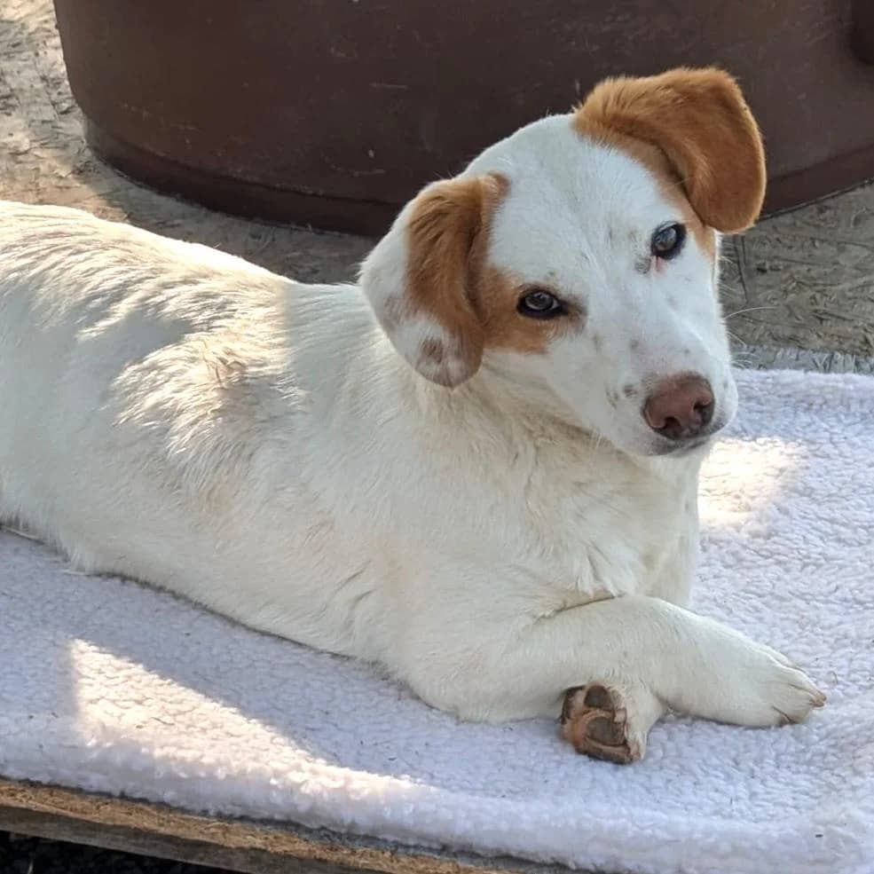 Mia, female puppy Mixed Breed for adoption at Your Heart 4 Rescued Dogs, Yourheart4dogs