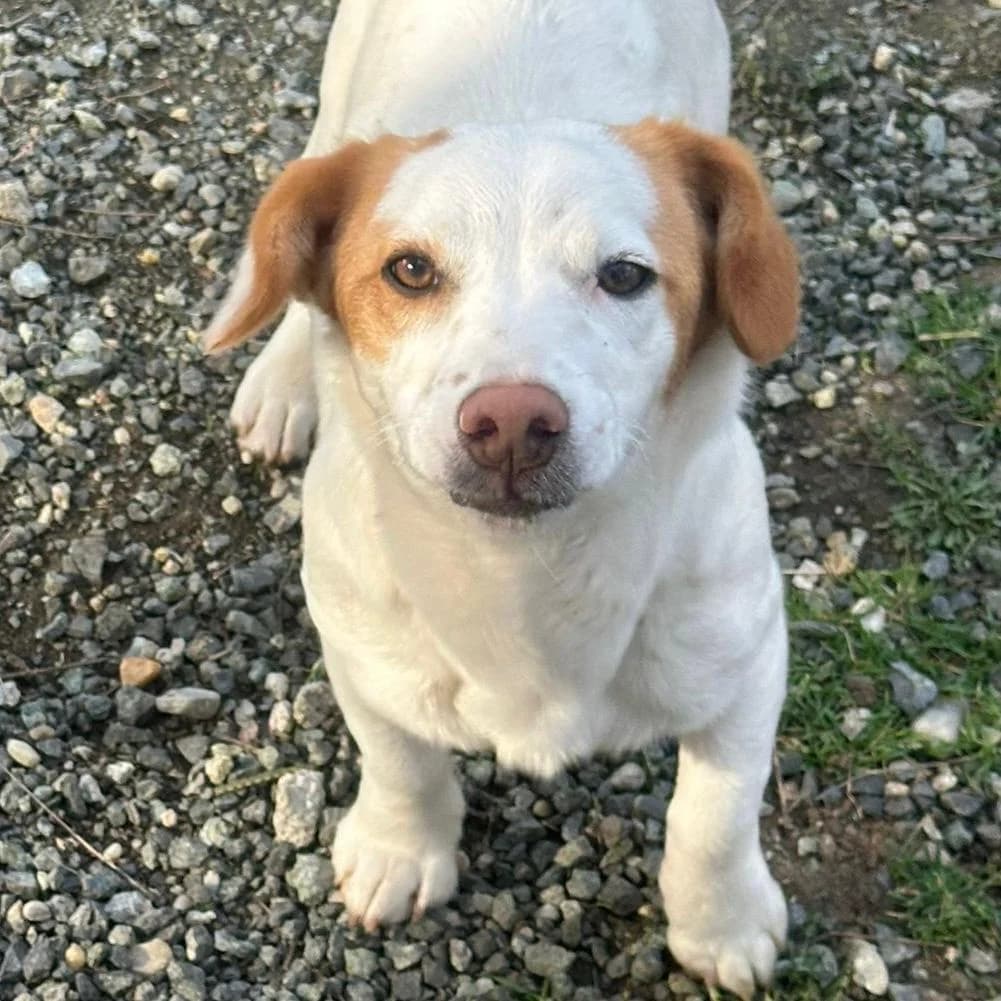 Mia, female Mixed Breed for adoption at Your Heart 4 Rescued Dogs, Yourheart4dogs — photo 2 of 12