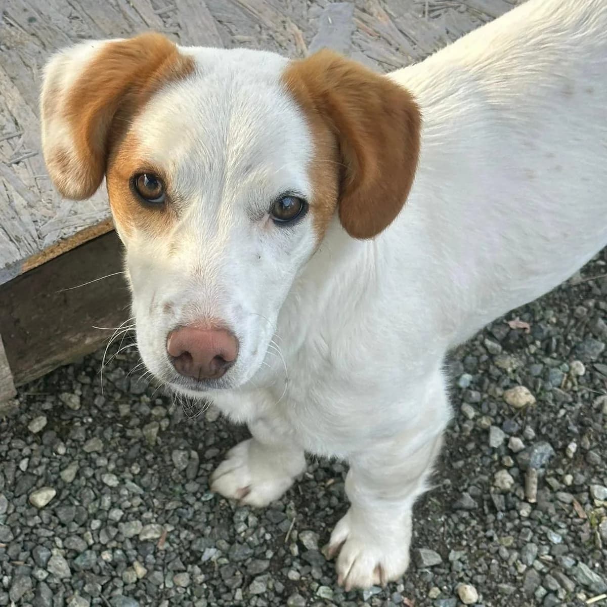 Mia, female Mixed Breed for adoption at Your Heart 4 Rescued Dogs, Yourheart4dogs — photo 3 of 12