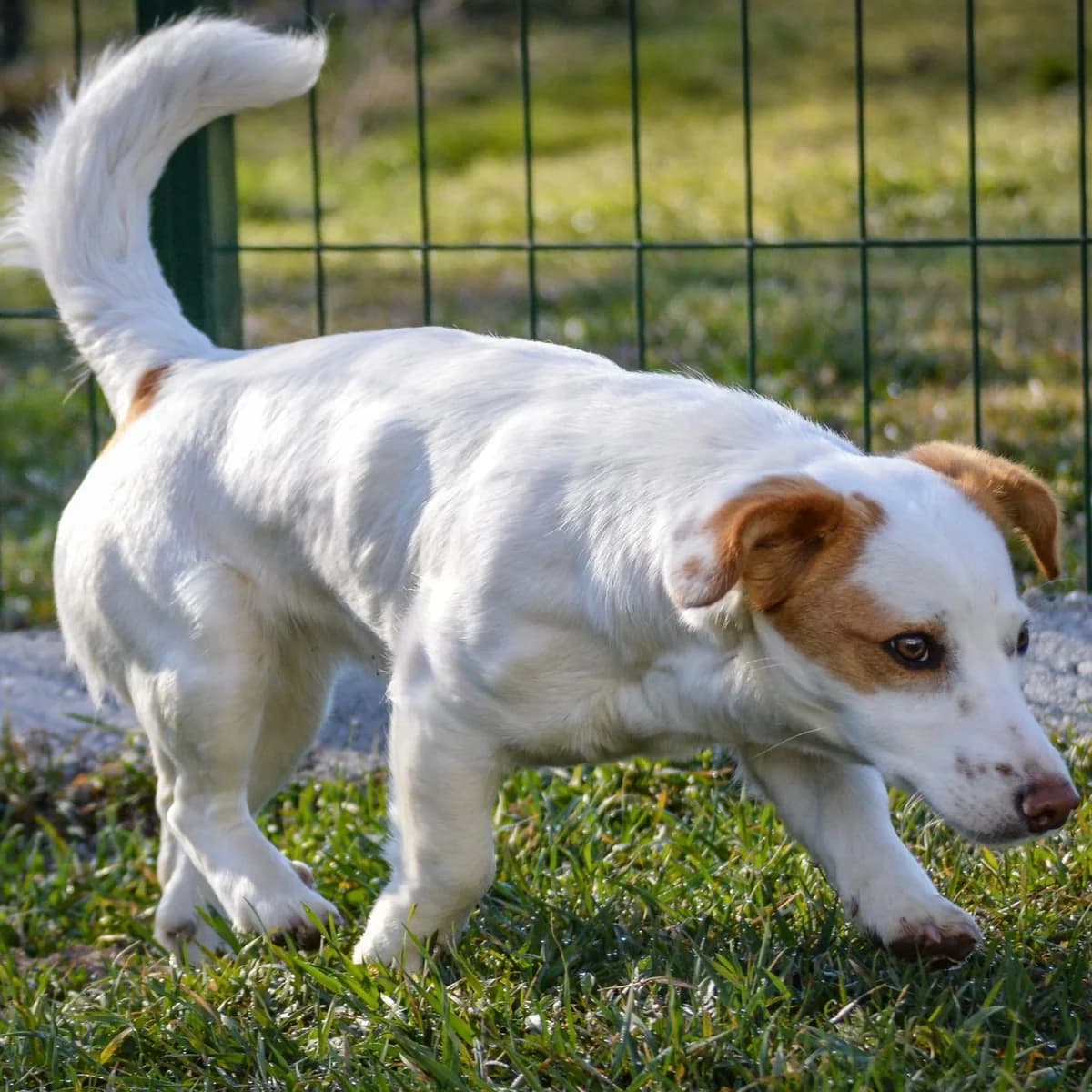 Mia, female Mixed Breed for adoption at Your Heart 4 Rescued Dogs, Yourheart4dogs — photo 4 of 12