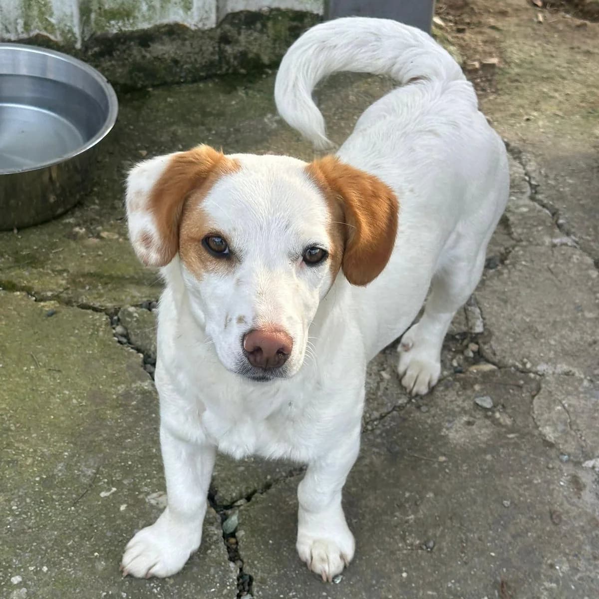 Mia, female Mixed Breed for adoption at Your Heart 4 Rescued Dogs, Yourheart4dogs — photo 5 of 12