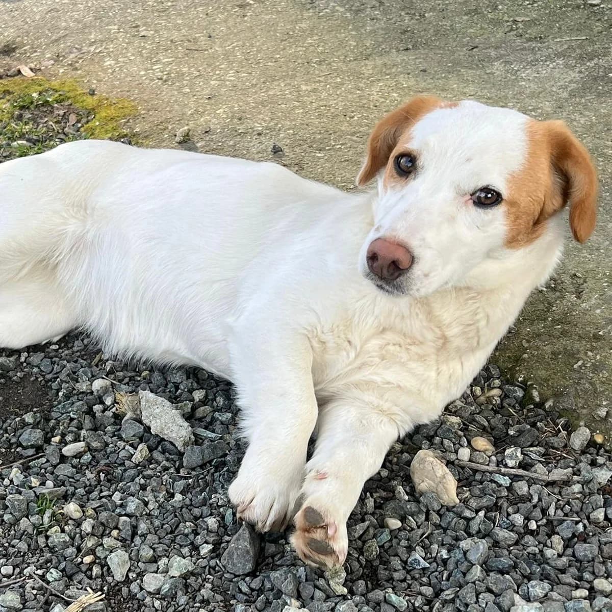 Mia, female Mixed Breed for adoption at Your Heart 4 Rescued Dogs, Yourheart4dogs — photo 6 of 12